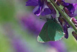 Zmrt (Callophrys rubi)