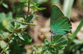 Zmrt (Callophrys rubi)