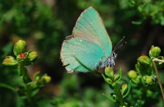 Zmrt (Callophrys rubi)