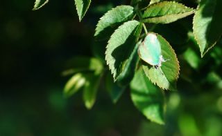 Zmrt (Callophrys rubi)