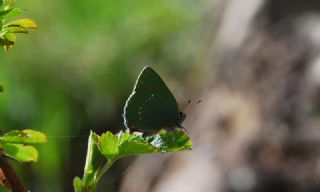 Zmrt (Callophrys rubi)