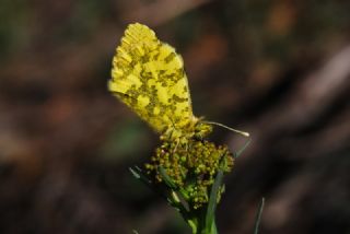 S�sl� Damone&nbsp;(Anthocharis&nbsp;damone)