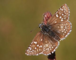 Sarbandl Zpzp (Pyrgus sidae)