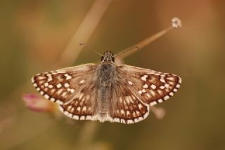 Sar Bandl Zpzp (Pyrgus sidae)