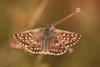 Sarbandl Zpzp (Pyrgus sidae)