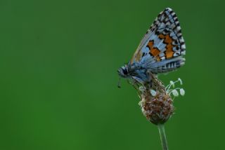 Sar Bandl Zpzp (Pyrgus sidae)