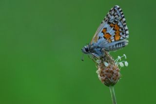 Sar Bandl Zpzp (Pyrgus sidae)