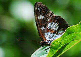 Akdeniz Hanmeli Kelebei (Limenitis reducta)