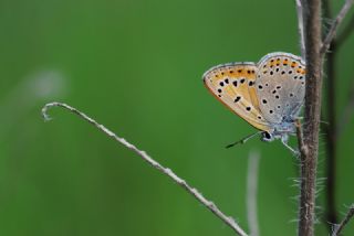 Kk Ate Gzeli (Lycaena thersamon)