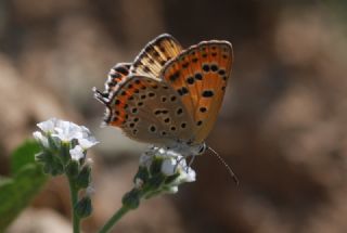 Kk Ate Gzeli (Lycaena thersamon)