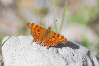 Anadolu Y�rt�kp�rt���&nbsp;(Inachis&nbsp;egea)