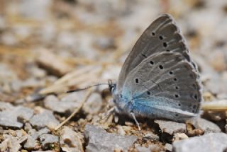 Anadolu Devmavisi (Glaucopsyche lessei)