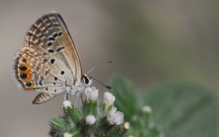Mcevher Kelebei (Chilades trochylus)