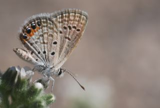 Mcevher Kelebei (Chilades trochylus)
