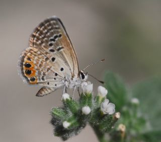 Mcevher Kelebei (Chilades trochylus)