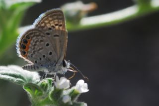 Mcevher Kelebei (Chilades trochylus)