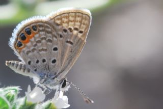 Mcevher Kelebei (Chilades trochylus)