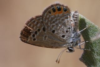 Mcevher Kelebei (Chilades trochylus)