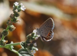 Mcevher Kelebei (Chilades trochylus)