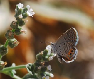 Mcevher Kelebei (Chilades trochylus)