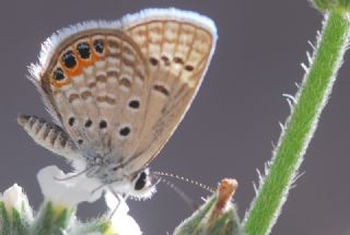 Mcevher Kelebei (Chilades trochylus)