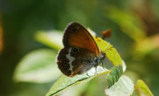 Funda Zpzp Perisi (Coenonympha arcania)