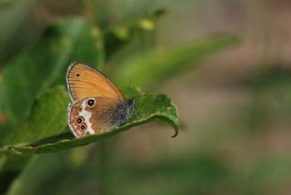 Funda Zpzp Perisi (Coenonympha arcania)
