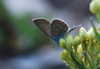 �okg�zl� Amanda&nbsp;(Polyommatus&nbsp;amandus)