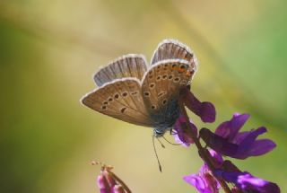 okgzl Amanda (Polyommatus amandus)