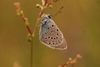 okgzl Amanda (Polyommatus amandus)