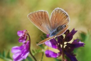 okgzl Amanda (Polyommatus amandus)