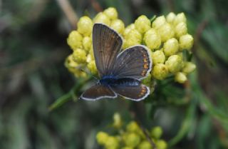 �okg�zl� Amanda&nbsp;(Polyommatus&nbsp;amandus)
