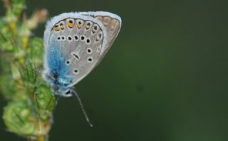 okgzl Amanda (Polyommatus amandus)