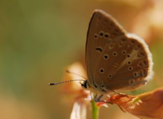 Anormal okgzl (Polyommatus admetus)