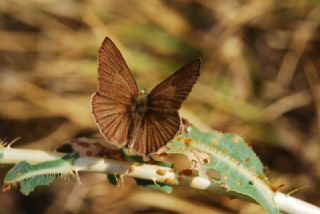 okgzl Demavend Esmeri (Polyommatus demavendi)