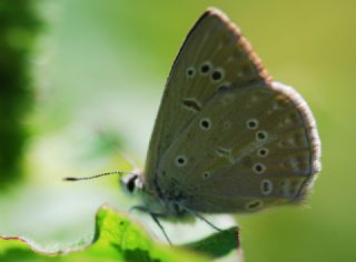 Anormal okgzl (Polyommatus admetus)