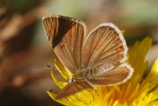 Anormal okgzl (Polyommatus admetus)