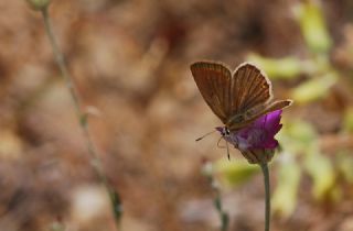 Anormal okgzl (Polyommatus admetus)