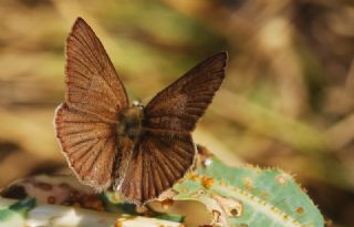 Anormal okgzl (Polyommatus admetus)