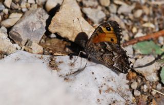 Anadolu Kzlmelei (Hipparchia pellucida)