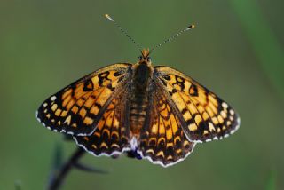 Benekli Byk parhan (Melitaea phoebe)