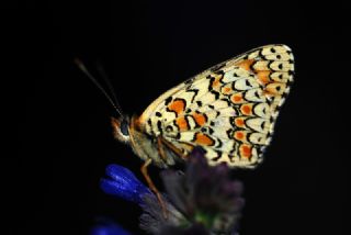 Cezayirli parhan (Melitaea ornata)