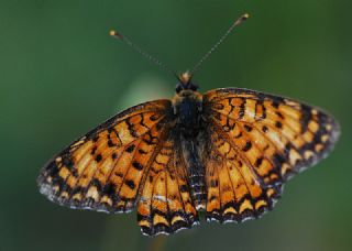 Benekli Byk parhan (Melitaea phoebe)