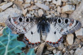 Yalanc Apollo (Archon apollinus)