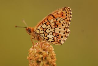 ift Noktal Brentis (Brenthis hecate)