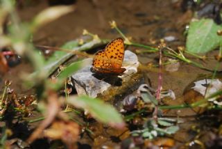 ift Noktal Brentis (Brenthis hecate)