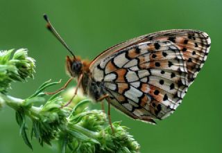 ift Noktal Brentis (Brenthis hecate)