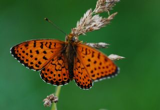 ift Noktal Brentis (Brenthis hecate)