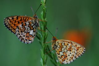 ift Noktal Brentis (Brenthis hecate)