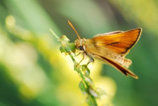 Sar Antenli Zpzp (Thymelicus sylvestris)